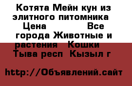 Котята Мейн-кун из элитного питомника › Цена ­ 20 000 - Все города Животные и растения » Кошки   . Тыва респ.,Кызыл г.